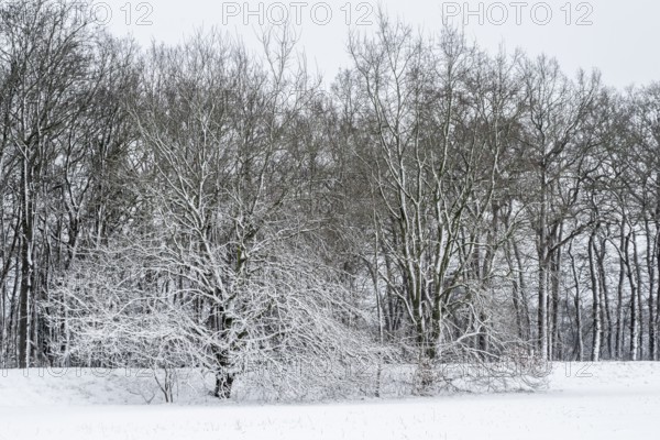 Winter landscape with black alders (Alnus glutinosa) and oaks (Quercus robur), Emsland, Lower