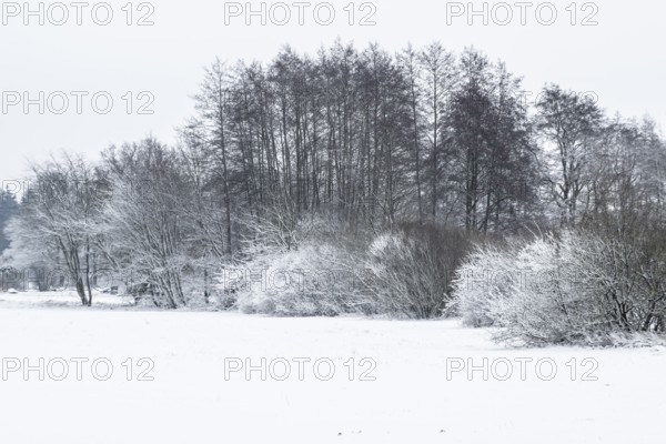 Winter landscape with black alders (Alnus glutinosa) and willows (Salix), Emsland, Lower Saxony,