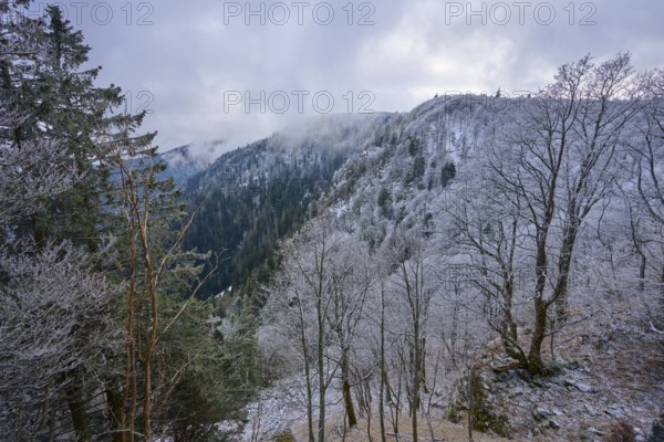 Wintery hill with frost-covered trees and fog over the peaks, winter, Col de la Schlucht, Le