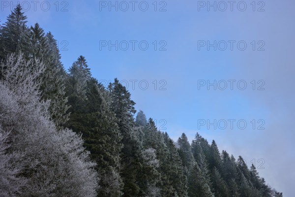 Frost-covered fir trees under clear blue sky in a wintry landscape, winter, Col de la Schlucht, Le