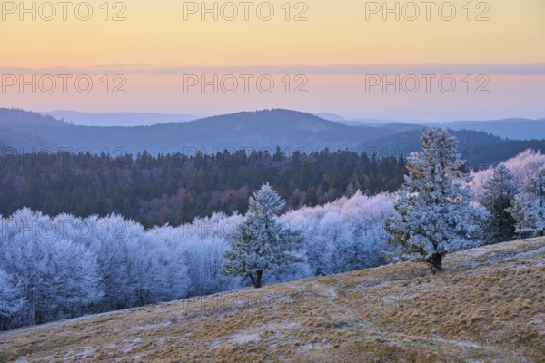 Frozen hilly landscape in soft shades of blue and pink at dusk, winter, Route de Cretes, Hohneck,