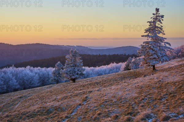 Lonely trees under frosty sunset light on a slope, winter, Route de Cretes, Hohneck, La Bresse,