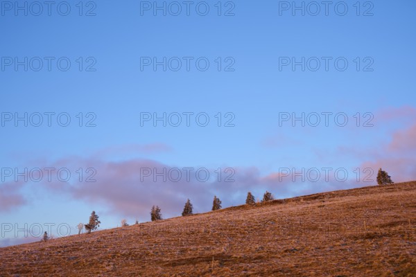 Minimalist landscape with trees on ridge and clear blue sky, winter, Route de Cretes, Hohneck, La