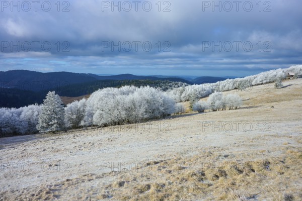 Snowy hills with trees and wide, cloudy sky in a wintry atmosphere, winter, Route de Cretes,