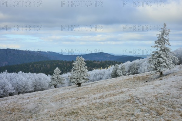 Snowy trees on a hill against a mountain backdrop in winter, winter, Route de Cretes, Hohneck, La
