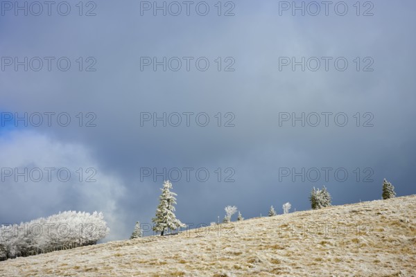 Snow-covered trees under a dramatically dark winter sky, winter, Route de Cretes, Hohneck, La