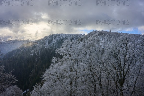 Snowy trees against a gloomy sky in a wintry mountain landscape, winter, Col de la Schlucht, Le