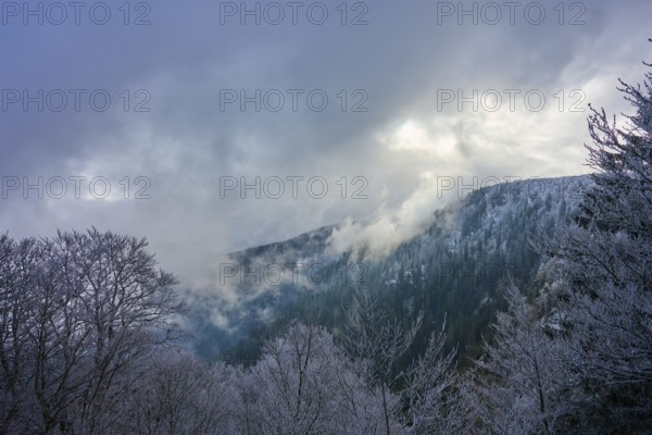 Frosty trees covered in fog against a cloudy sky in a wintry atmosphere, winter, Col de la