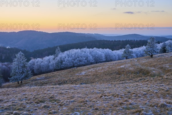 Rolling hills with snow-covered trees at dusk, winter, Route de Cretes, Hohneck, La Bresse, Vosges,