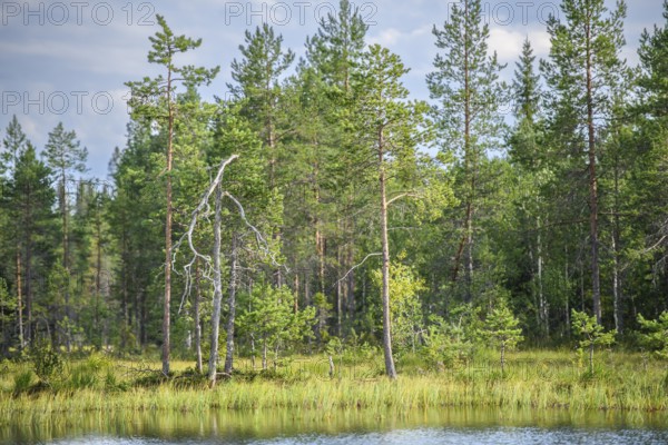 Green boggy pine forest Taiga summer forest with pine trees and pale sky in the background on the