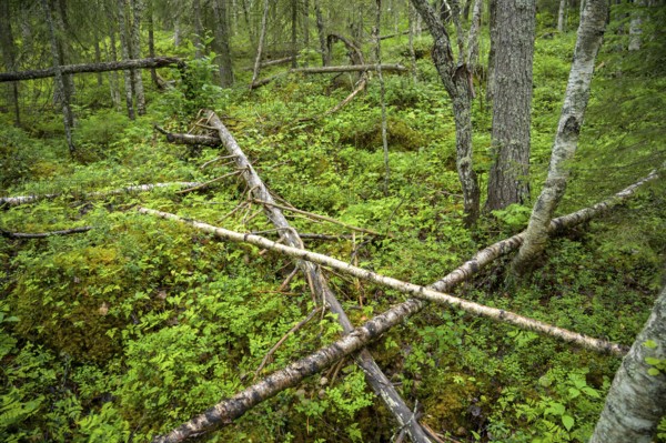 Dense forest with fallen trees covered by moss, pristine natural scenery, Svedjehamn, Kvarken