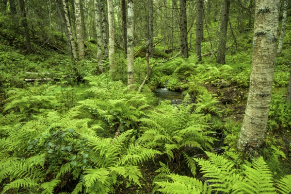 Dense green forest full of ferns and moss with large trees, quiet wilderness atmosphere,