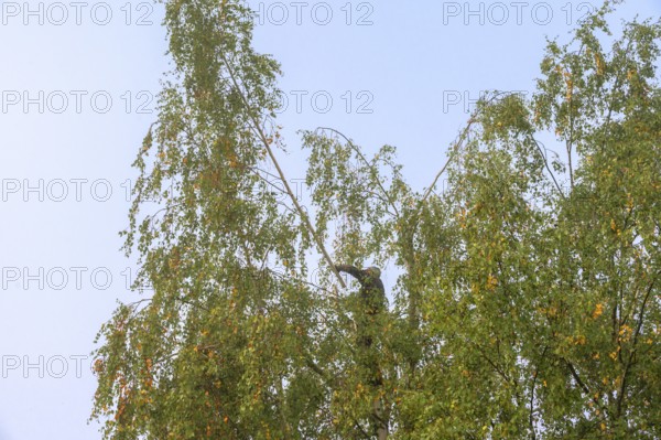 Tree climber cuts a birch (Betula), Eckental, Middle Franconia, Bavaria, Germany