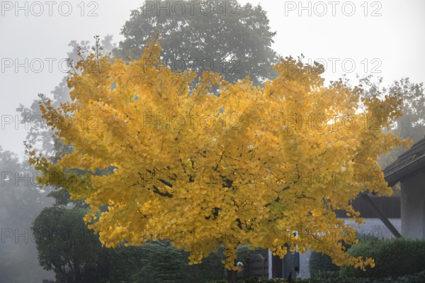 Ginkgo tree (Ginkgo biloba) in autumn colour on a foggy morning, Franconia, Bavaria, Germany