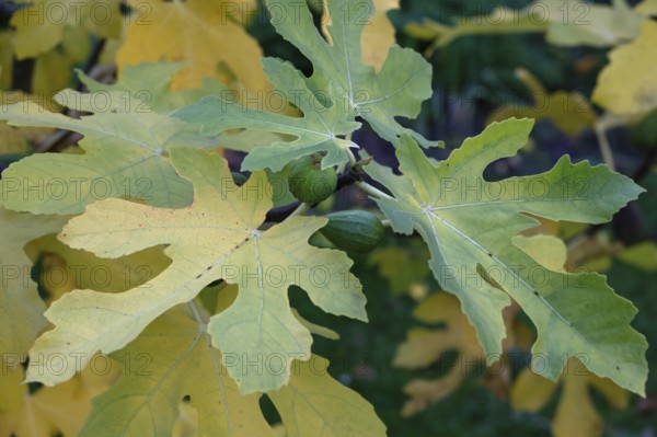 Autumn fig leaves (Ficus carica) with fruit, Bavaria, Germany