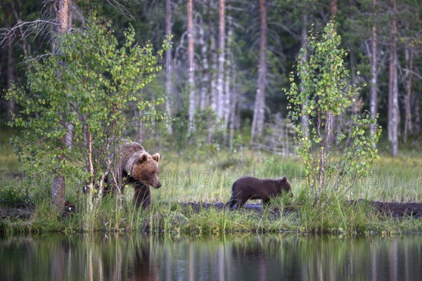 A brown bear (Ursus arctos) with young explores the forest shore at dusk, the water reflects the