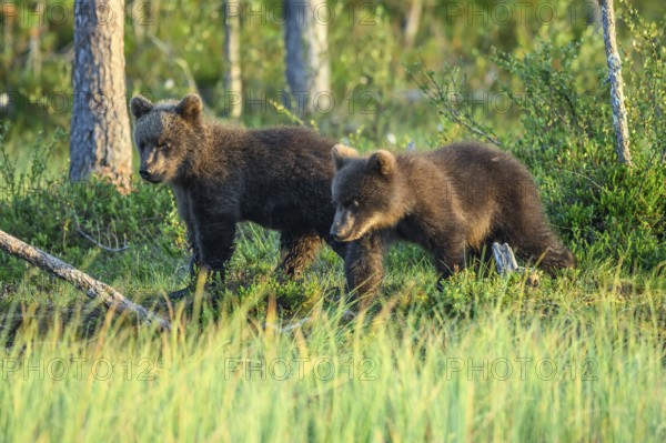 Two young brown bears (Ursus arctos) curiously exploring the green forest environment at dusk,