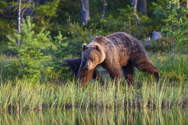 A large brown bear (Ursus arctos) moves through tall grass in the evening light, Karelia, Lapland,