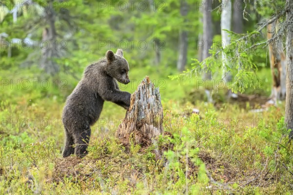 A small brown bear (Ursus arctos) curiously examines a tree stump in the forest, Karelia, Lapland,