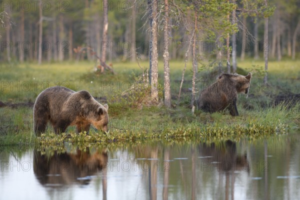 Two brown bears (Ursus arctos) on a quiet lakeshore with forest in the background, Karelia,