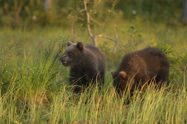 Two small brown bears (Ursus arctos) curiously exploring the grass in the forest, Karelia, Lapland,