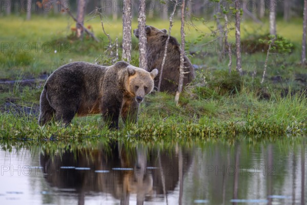 A brown bear (Ursus arctos) on the lakeshore with reflecting trees in the water, Karelia, Lapland,