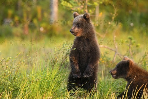 Two young brown bears (Ursus arctos) stand in the grass and look around curiously, Karelia,