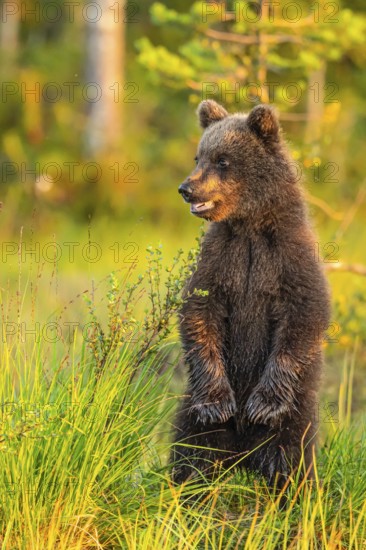 A young brown bear (Ursus arctos) stands attentively in the tall grass at dusk, Karelia, Lapland,
