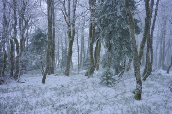 Snow-covered forest with conifers in a foggy winter scenery, copper beech (Fagus sylvatica),