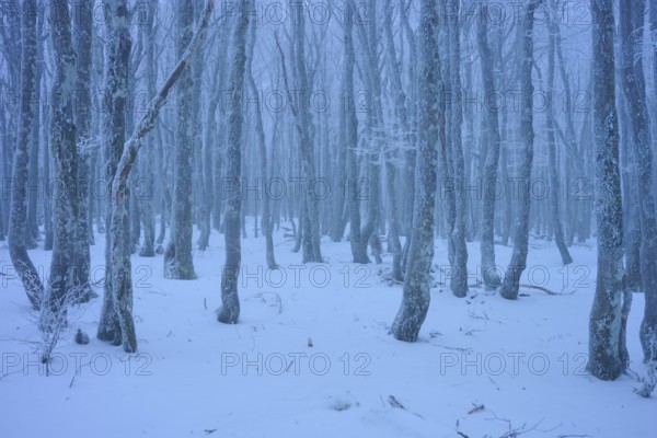 Snow-covered dense forest with slender, bare tree trunks under blue light, copper beech (Fagus