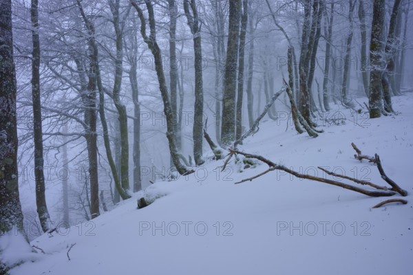 Snow-covered hilly landscape with bare tree trunks and foggy atmosphere, copper beech (Fagus