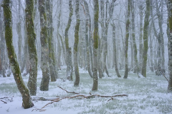 Snow-covered trees stand foggy in a wintry forest, copper beech (Fagus sylvatica), winter, Hohneck,