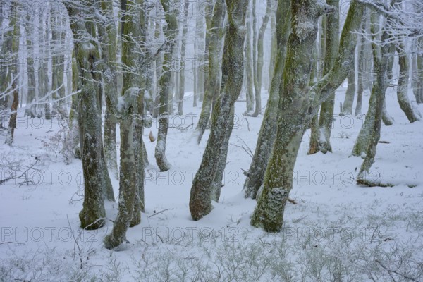 Snow-covered trees in the dense forest create a quiet, wintry atmosphere, copper beech (Fagus