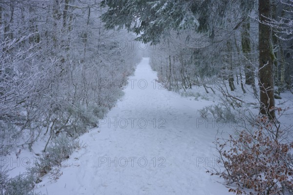 Snow-covered forest path leads quietly and secluded through the winter forest, copper beech (Fagus