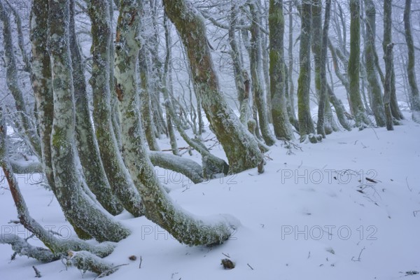 Snow-covered, crooked tree trunks stand close together. The scenery appears enchanted and silent,