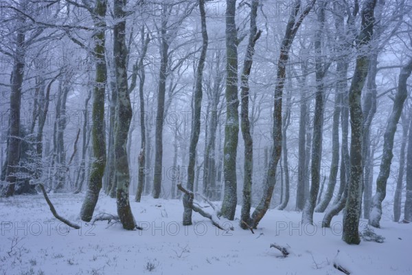 Snowy forest with frosty trees in a foggy, cold atmosphere, copper beech (Fagus sylvatica), winter,