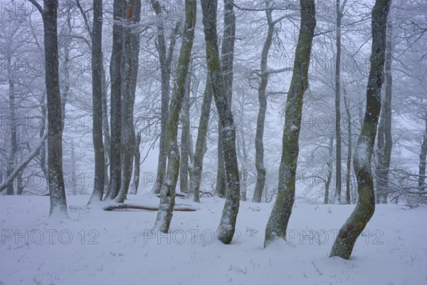 Snow-covered forest with slender trees in a foggy winter landscape, copper beech (Fagus sylvatica),