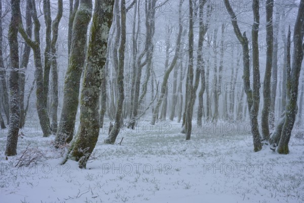 Dense trees stand quietly in a snowy winter landscape, shrouded in a light mist, copper beech