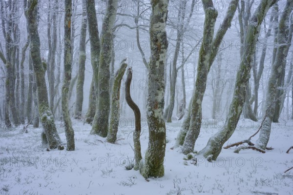 Snow-covered, crooked trees in a peaceful winter landscape radiate silence, copper beech (Fagus