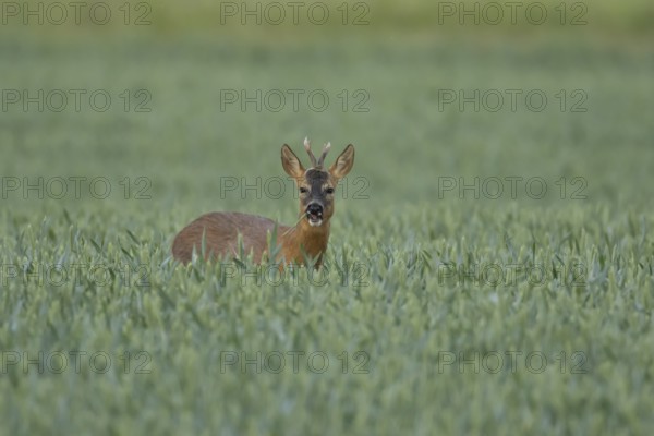 Roe deer (Capreolus capreolus) adult male buck animal feeding in a farmland wheat field in summer,
