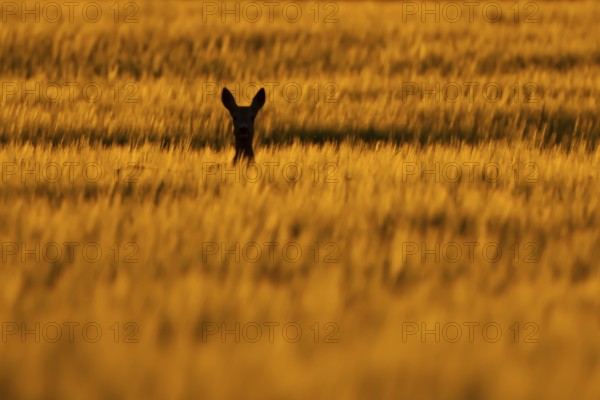 Roe deer (Capreolus capreolus) silhouette of an adult female doe animal in a farmland cereal field