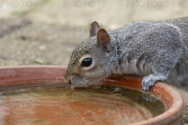 Grey squirrel (Sciurus carolinensis) adult animal drinking water from a garden plant pot saucer,