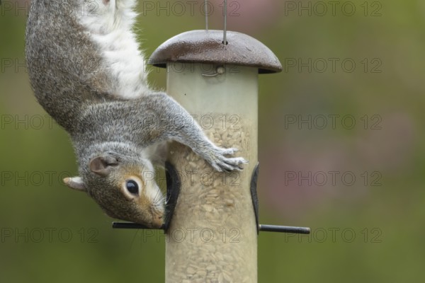 Grey squirrel (Sciurus carolinensis) adult animal feeding on sunflower seeds hearts from a garden