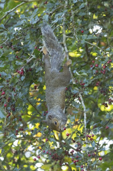 Grey squirrel (Sciurus carolinensis) adult animal feeding on Hawthorn tree berries in summer,