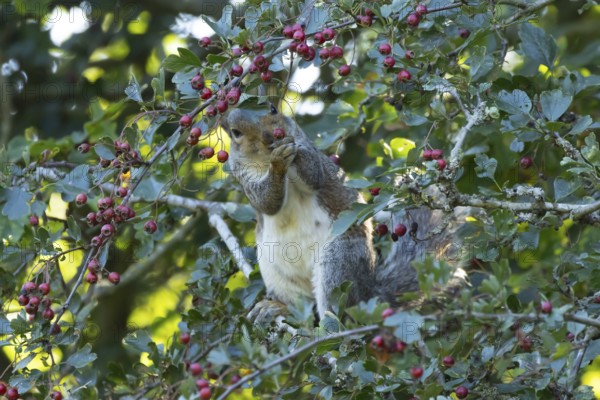 Grey squirrel (Sciurus carolinensis) adult animal feeding on Hawthorn tree berries in summer,