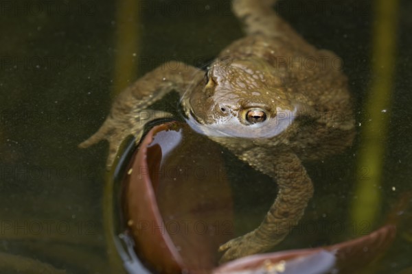 Common toad (Bufo bufo) adult amphibian on the water surface of a pond in spring, England, United