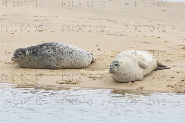 Common or Habor seal (Phoca vitulina) two adult animals resting on a sandbank by the sea, England,