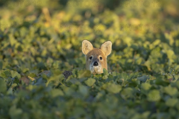 Chinese water deer (Hydropotes inermis) adult animal in an arable farm oilseed rape crop field,