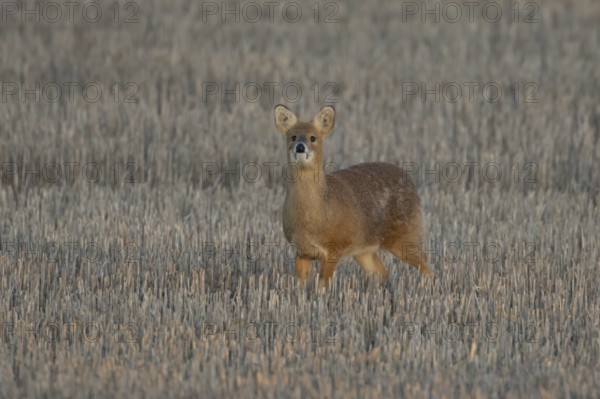 Chinese water deer (Hydropotes inermis) adult animal in a farm stubble field, England, United