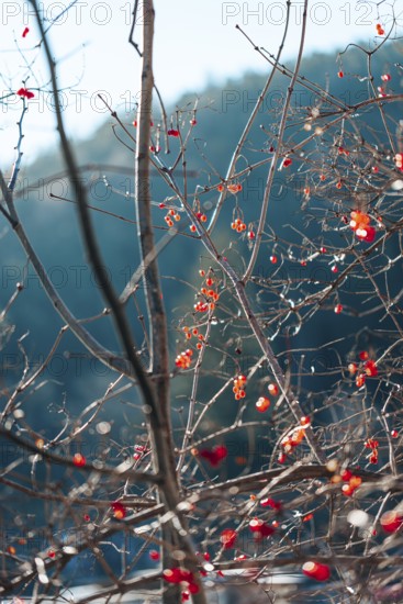 Twigs with red berries against a blurred background, wintery atmosphere